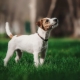 Parson Russell Terrier: description of the breed and features of its content