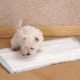 Diaper for puppies: types and selection criteria