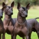 Peruvian hairless dogs: a description of the breed, the rules of its content