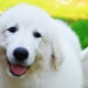 Pyrenean Mountain Dog: Breed Characteristics and Care