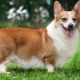 Pros and cons of breed corgi