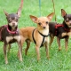 Pros and cons of toy terrier breed