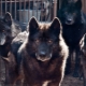 Crossbreed dogs and wolves: features and types