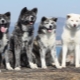 Japanese dog breeds