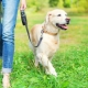 Dog leashes: what are and how to choose?