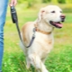 Dog Leash Roulette: How to choose and use?