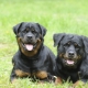 Rottweiler rules