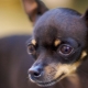 Terms of care and maintenance of a toy terrier