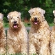 Wheaten Terrier: breed description and content