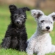 Pumi: breed features and content