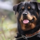 Rottweiler: breed characteristics and content rules