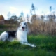 Russian borzoi: characteristics, temperament, care basics