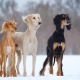 Saluki: characteristic of the breed of dogs, especially care