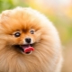 The most beautiful breeds of dogs