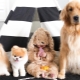 The cutest dogs: common features, top of the best breeds, choice and care