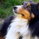 The smartest dog breeds