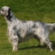 Setter: breeds, colors and content