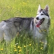 Northern Inuit dog: how to look and how to care for her?