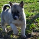 Husky puppies in 1-2 months: characteristics, food, walks and training