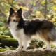 Sheltie: description of dogs, color variations and features of the content