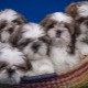 Shih Tzu: description of the breed, character, feeding and care