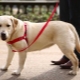 Harnesses for dogs: a description of the species, how to choose the size and train the dog?