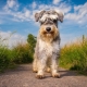 Schnauzers: breed description, types and nuances of content