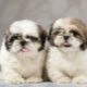 How many years have Shih Tzu lived and what does it depend on?