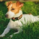 How long do jack russell terriers live and what does it depend on?