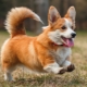 How long do corgi live and what does it depend on?