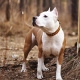 How long do the Staffordshire terriers live and what does it depend on?