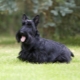 Scottish Terrier: description of the breed and the nuances of its content