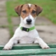 List of Jack Russell Terrier Nicknames