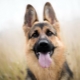 The list of nicknames for the German shepherd-girl