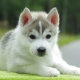 List of beautiful and funny nicknames for huskies