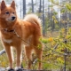 List of fox-like dog breeds