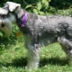 Miniature Schnauzer haircuts: what are and how to choose?