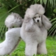 Poodle haircuts: types, tools and rules