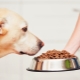 Dry feed for large dogs