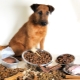 Premium dry dog ​​food