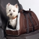 Bag carrying for dogs of small breeds