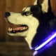 Glowing dog collars