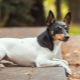 Toy Fox Terrier: description and tips for care