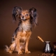 Toy Terrier: breed description, education and training, content