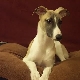 Whippet: characteristics, temperament and features of care