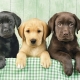 Variations of color Labradors