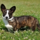 Welsh Corgi Cardigan: Breed Description and Content Features