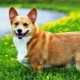 Corgi weight and size