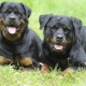 Rottweiler weight and height: basic breed parameters