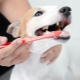 Types and recommendations for choosing a toothbrush for dogs